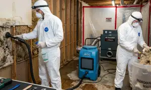 Mold remediation service widget for water damage repair in St. Petersburg, FL